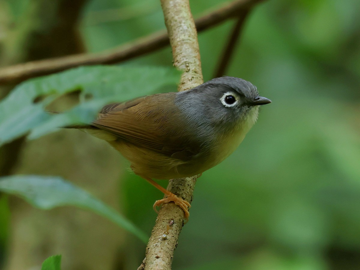 メジロチメドリ - ML645580433