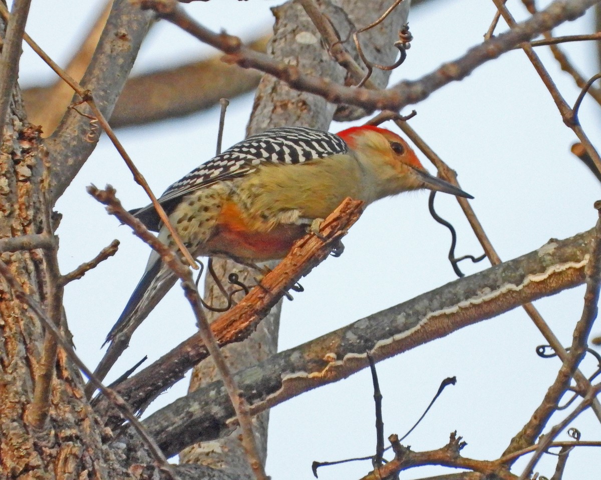 Red-bellied Woodpecker - ML645580448