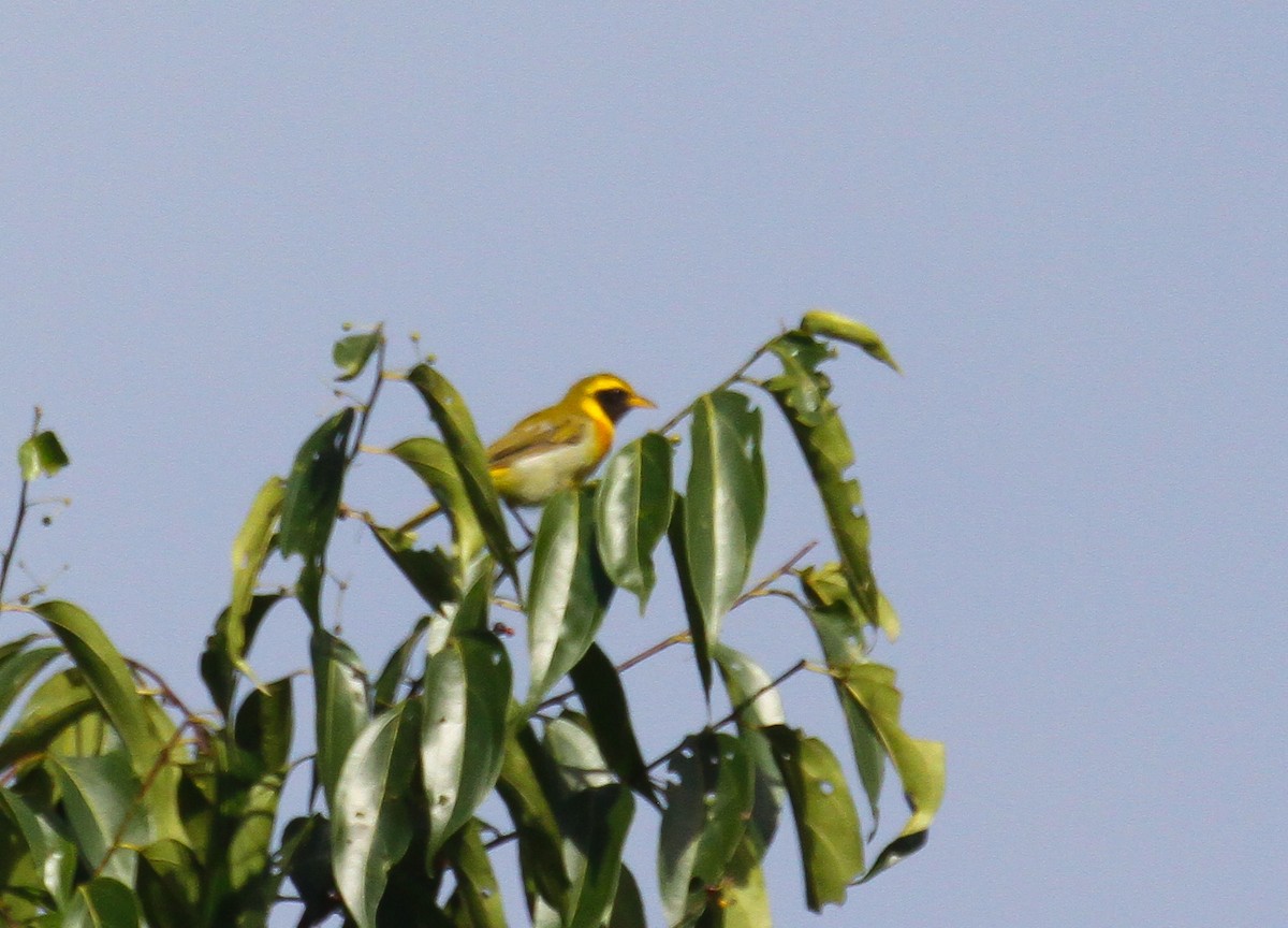 Guira Tanager - ML645580461