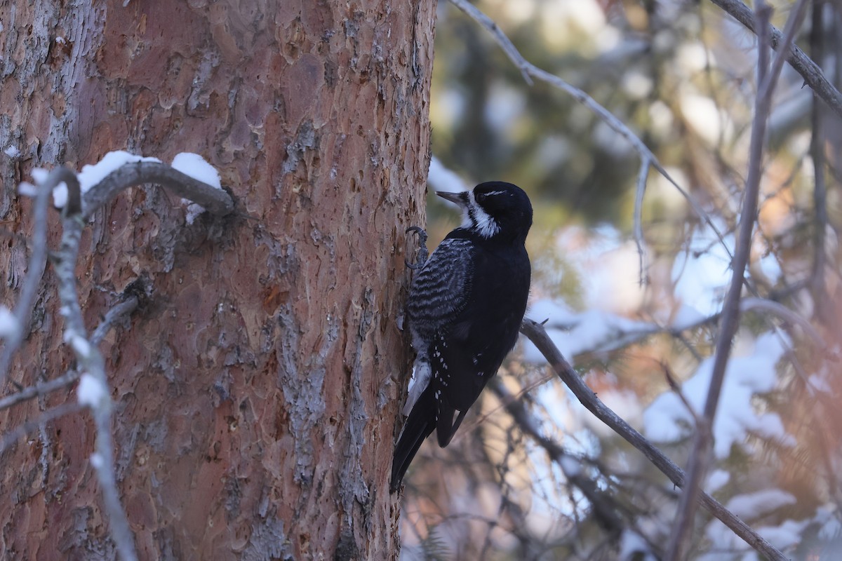 Black-backed Woodpecker - ML645580462