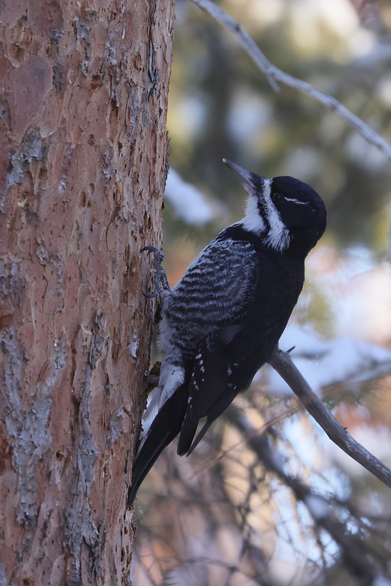 Black-backed Woodpecker - ML645580474