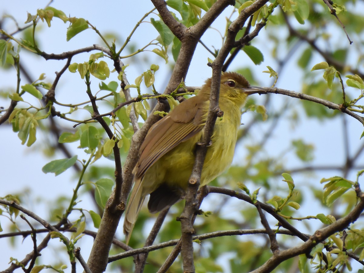 Yellow-bellied Greenbul - ML645580476