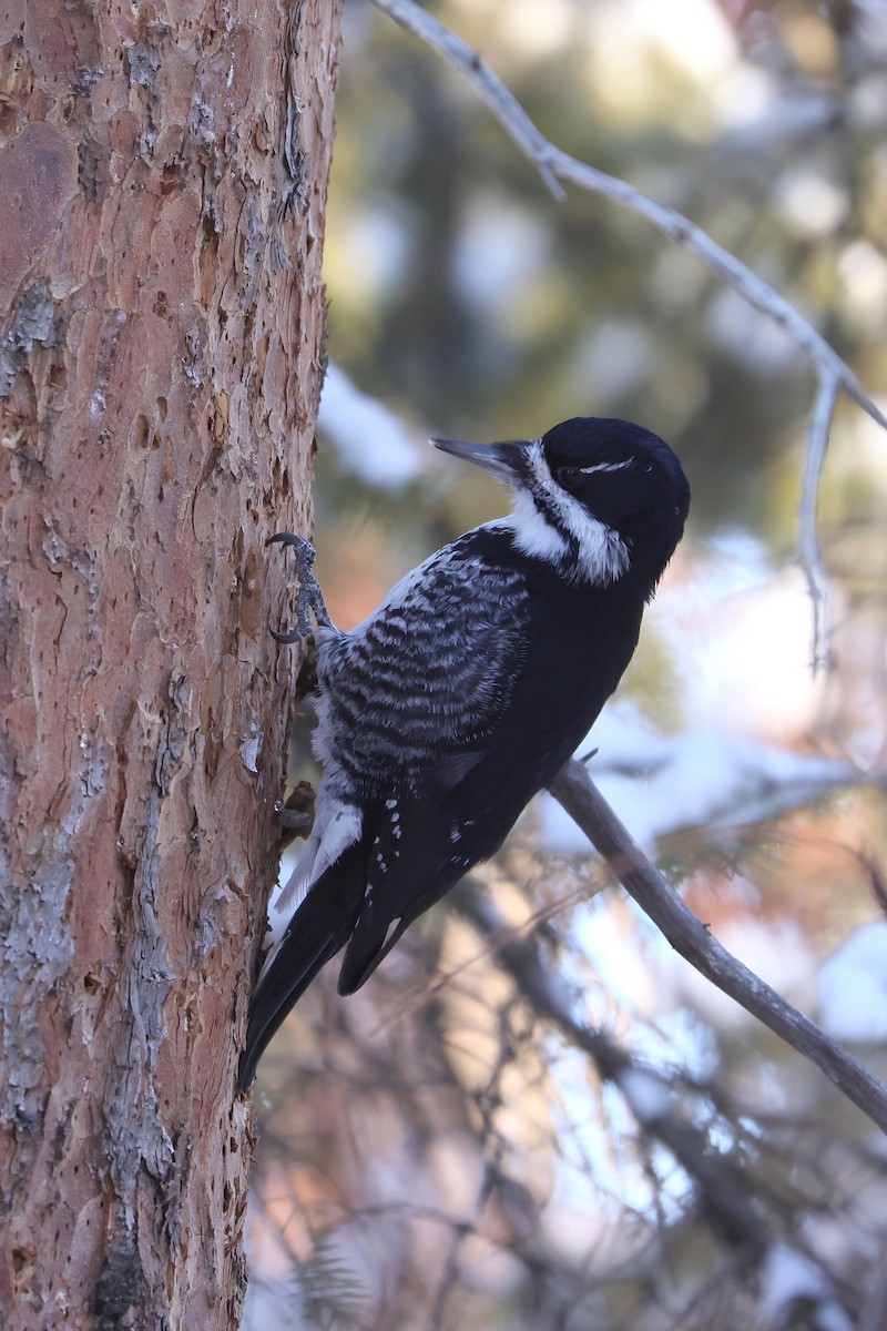 Black-backed Woodpecker - ML645580477