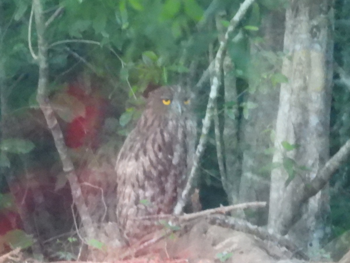 Grand-duc brun - ML645580481