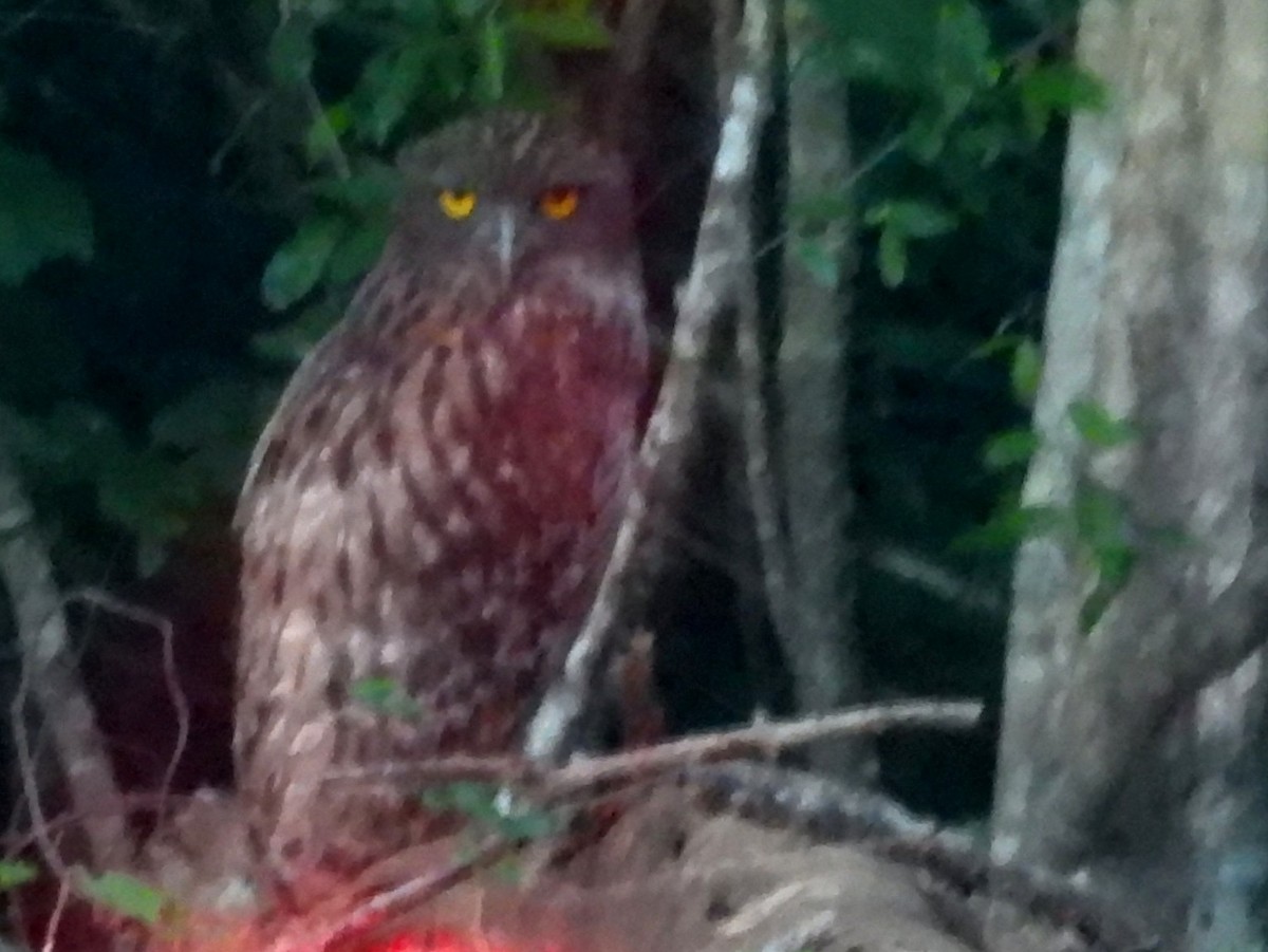 Grand-duc brun - ML645580482