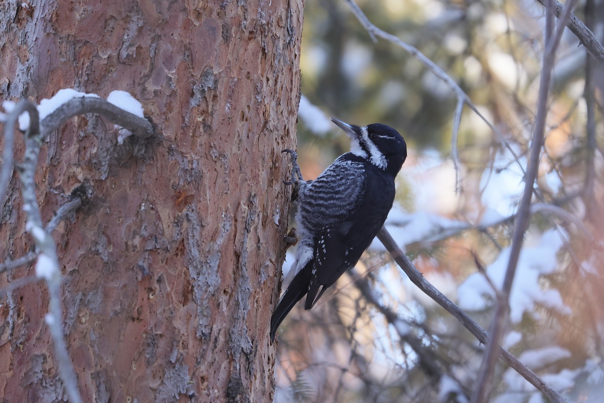 Black-backed Woodpecker - ML645580484