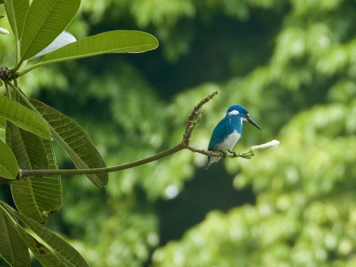 Small Blue Kingfisher - ML645580488