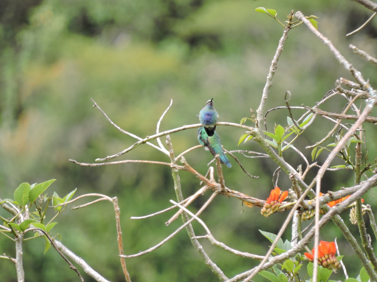 fiolørekolibri - ML645580490