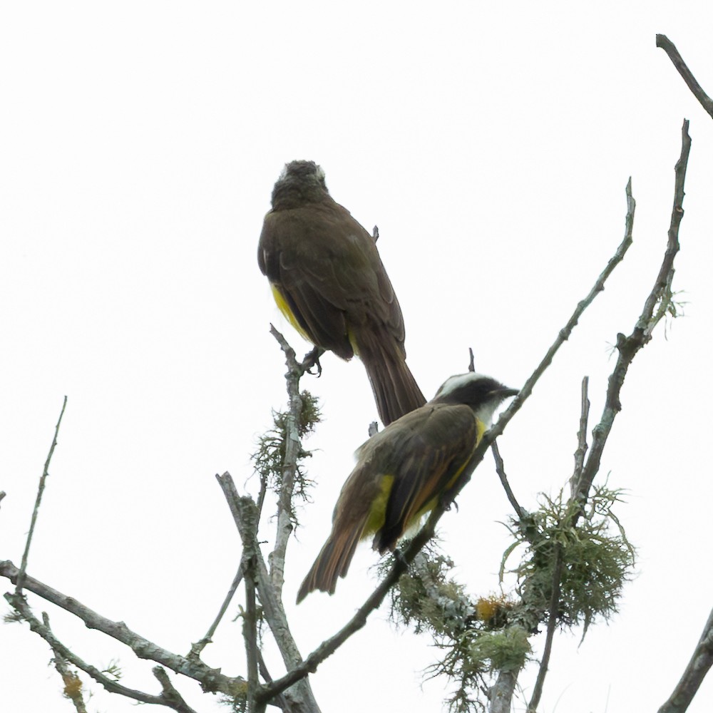 Sosyal Tiran - ML645580491