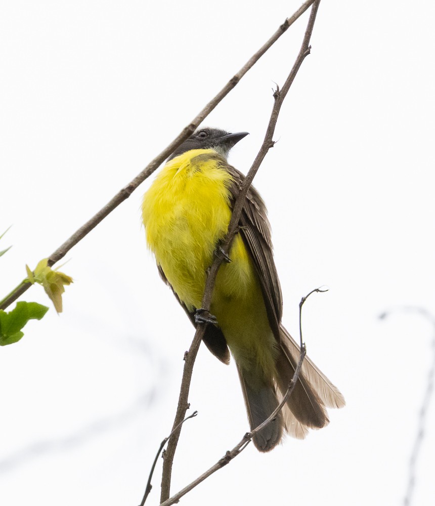 Sosyal Tiran - ML645580492