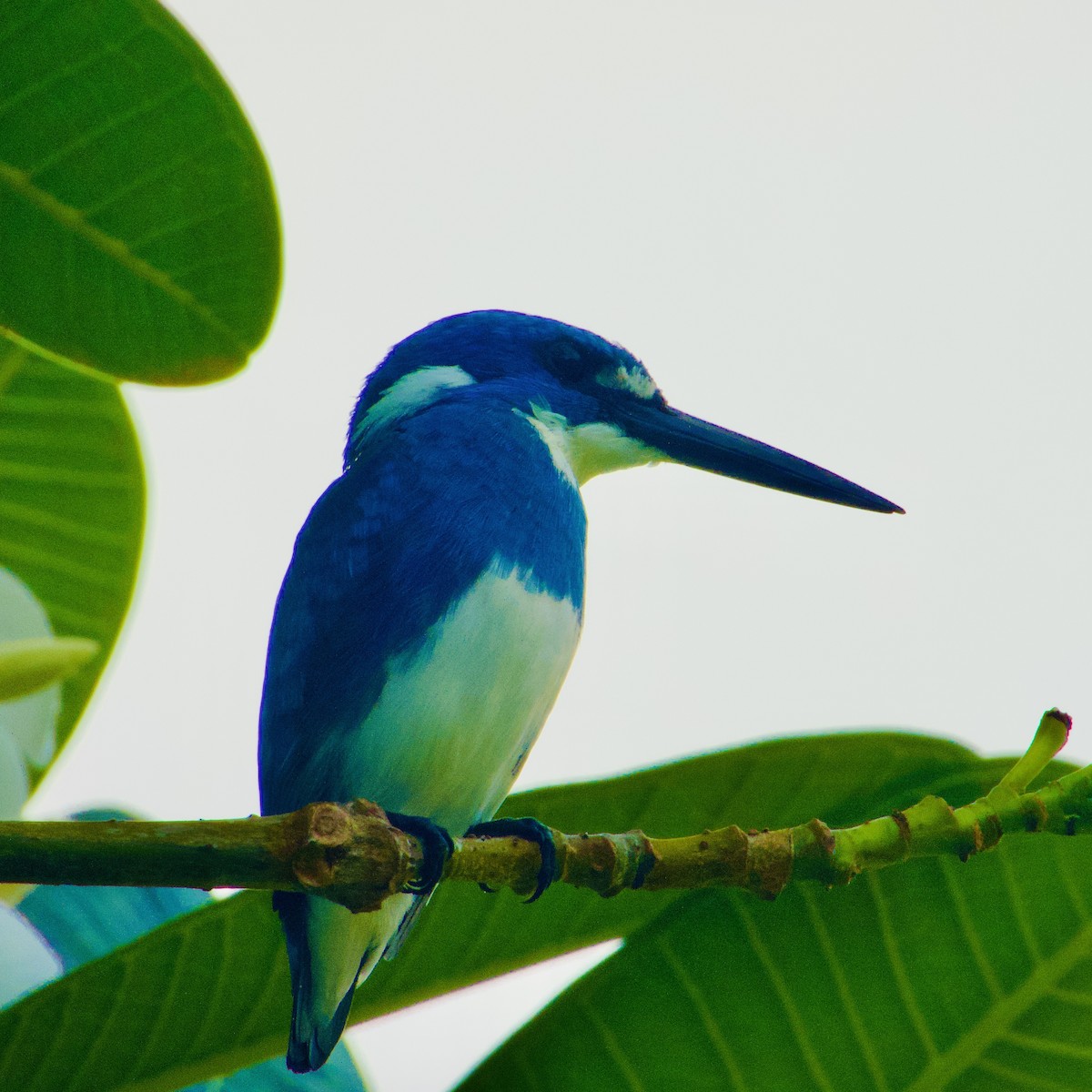 Small Blue Kingfisher - ML645580496