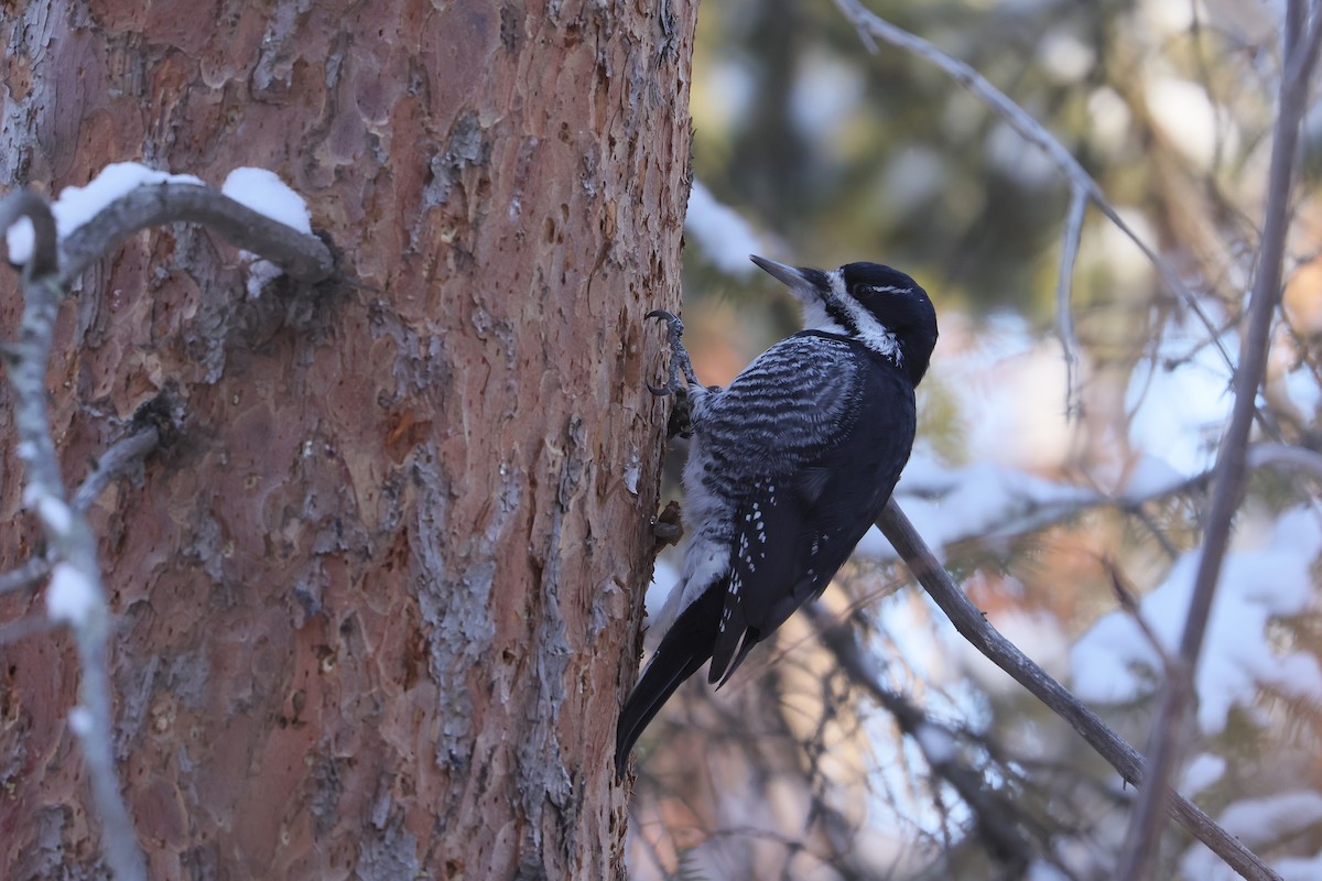 Black-backed Woodpecker - ML645580497