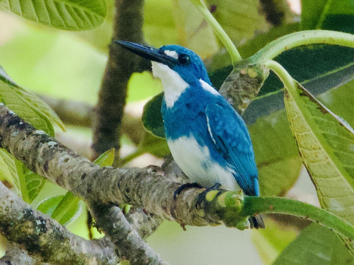 Small Blue Kingfisher - ML645580499