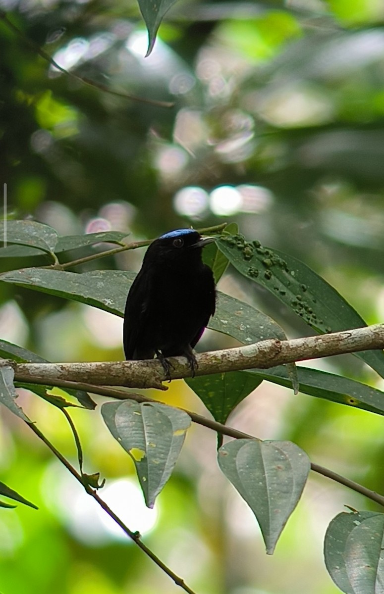 Velvety Manakin - ML645580506