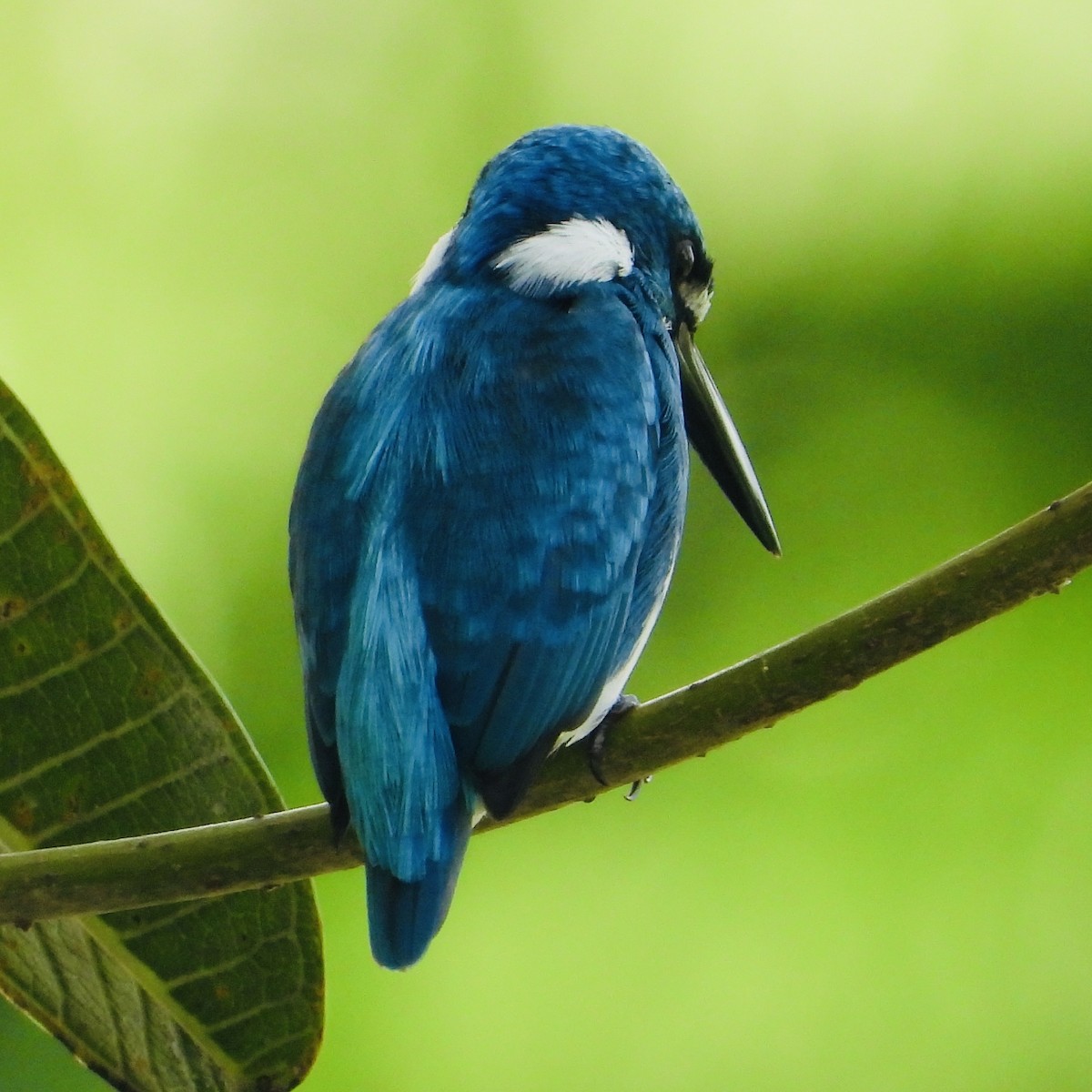 Small Blue Kingfisher - ML645580507
