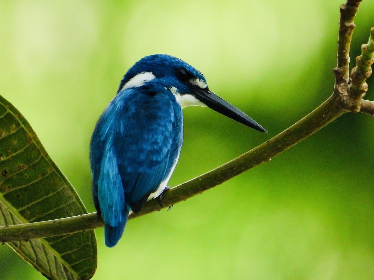 Small Blue Kingfisher - ML645580508