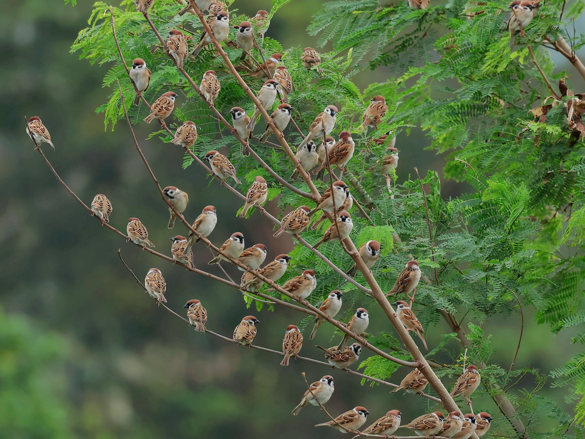 Gorrión Molinero - ML645580509