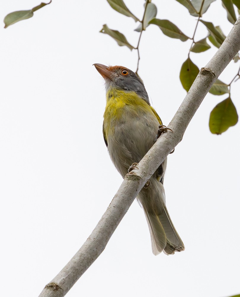 Rufous-browed Peppershrike - ML645580512