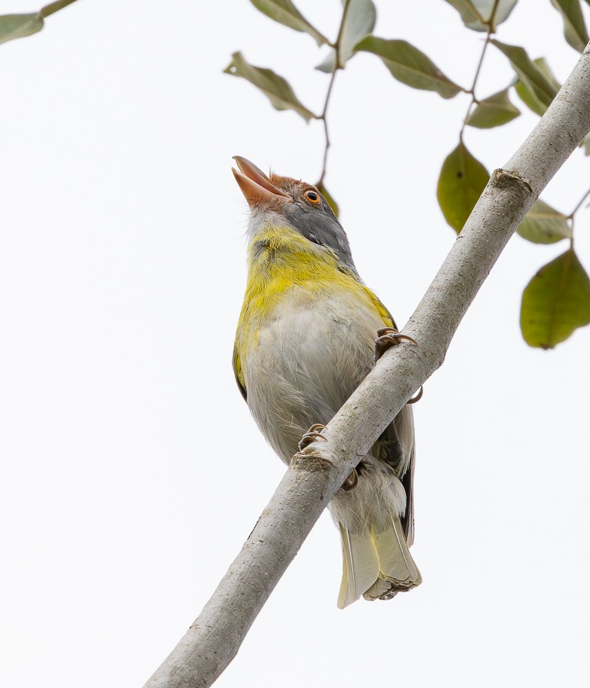 Rufous-browed Peppershrike - ML645580513