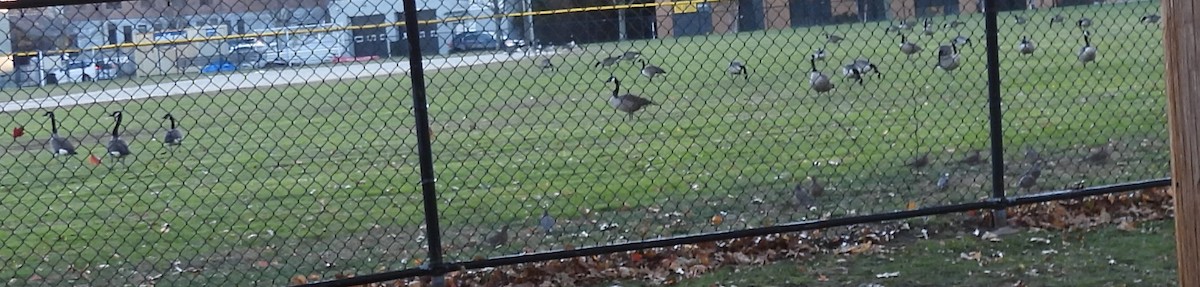 Canada Goose - ML645580514