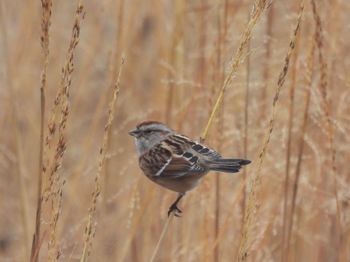 American Tree Sparrow - ML645580516