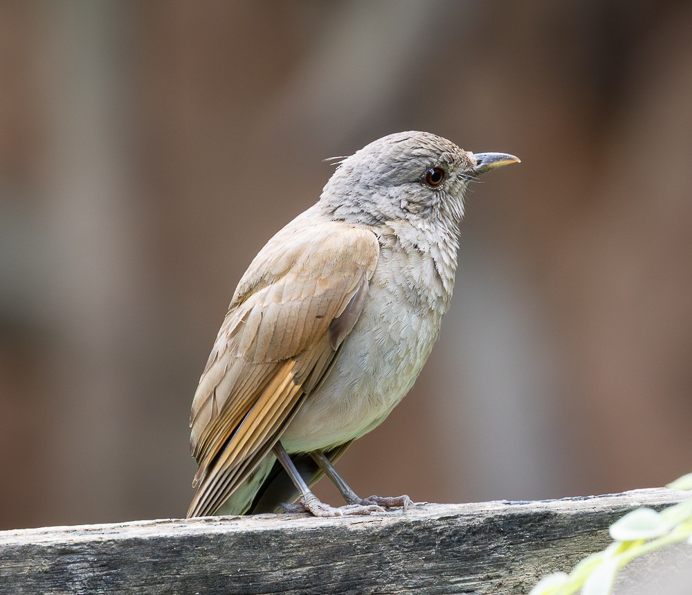 Zorzal Sabiá - ML645580524