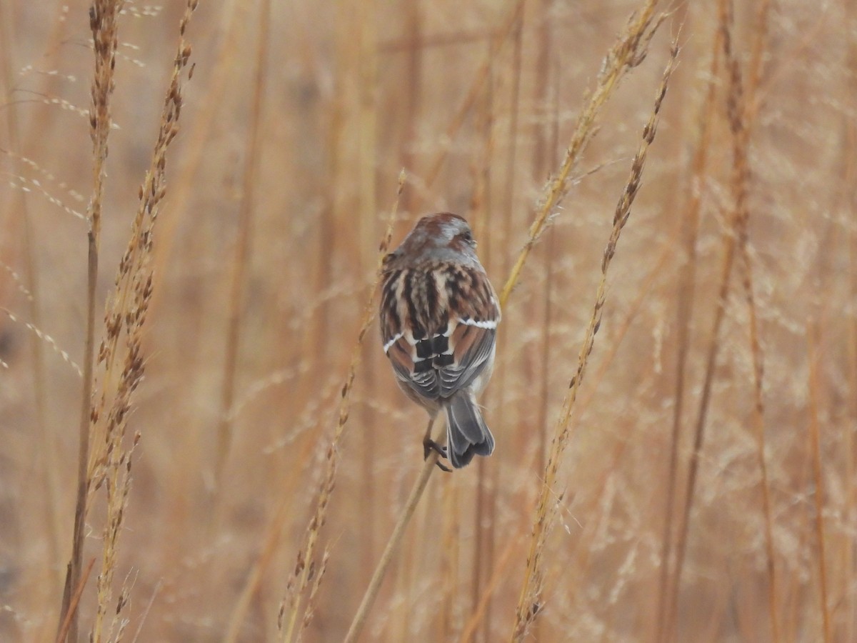 American Tree Sparrow - ML645580525