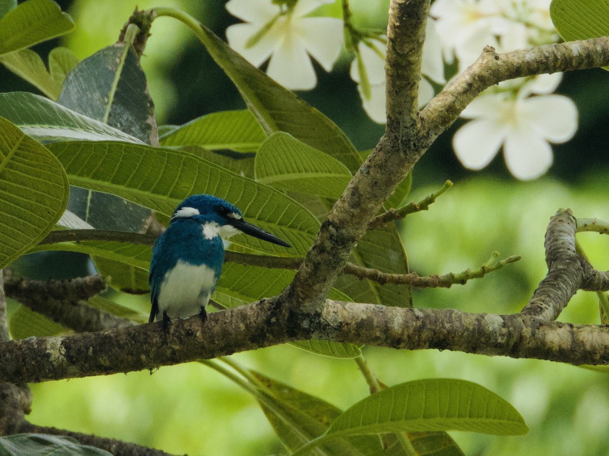 Small Blue Kingfisher - ML645580526