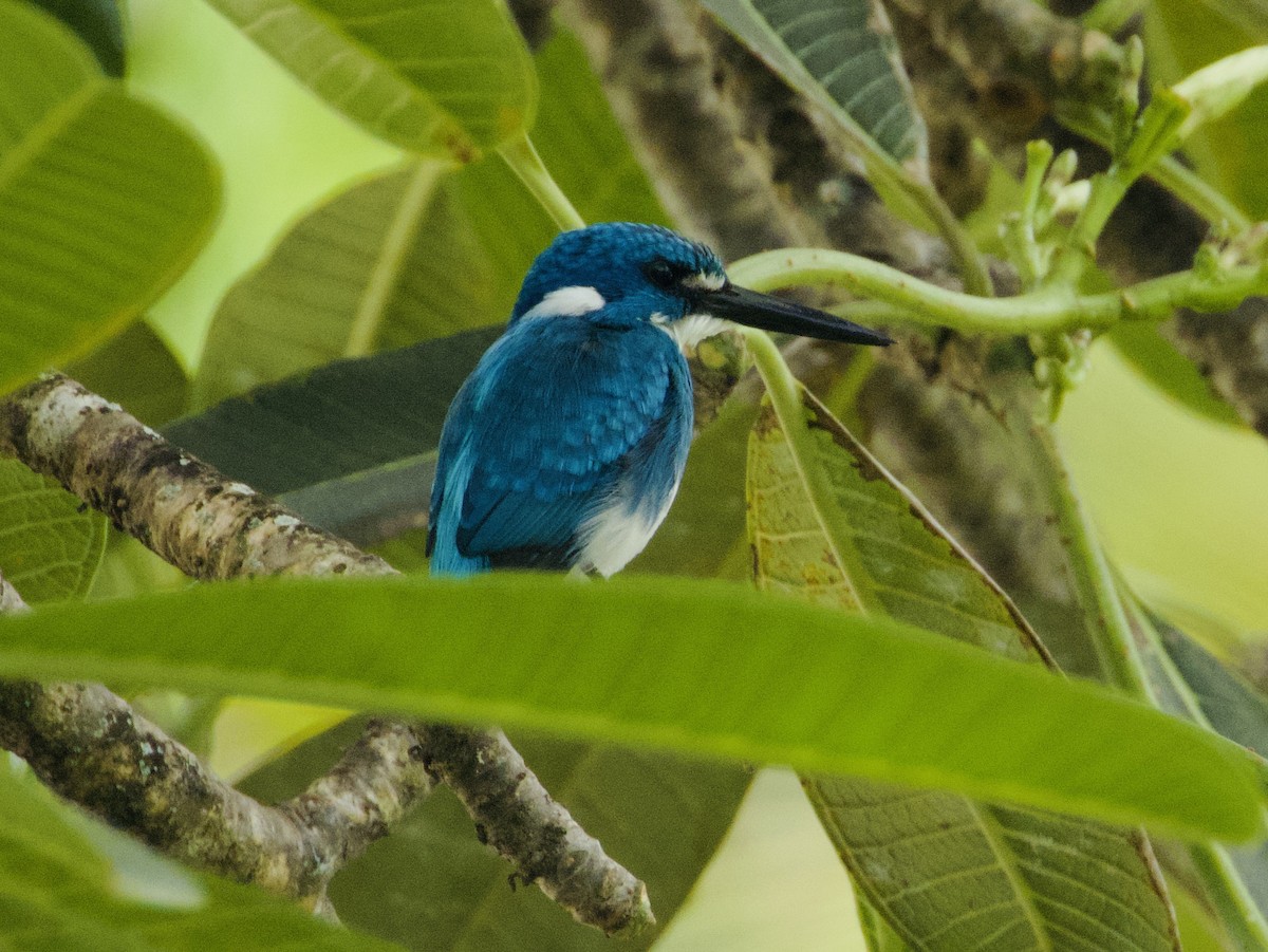 Small Blue Kingfisher - ML645580528
