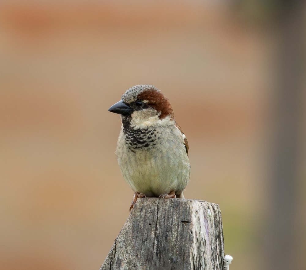 דרור הבית - ML645580529