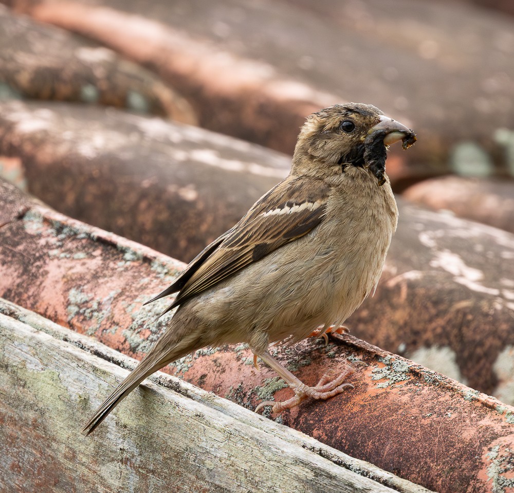 דרור הבית - ML645580530