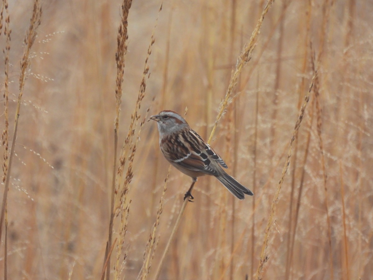 American Tree Sparrow - ML645580534