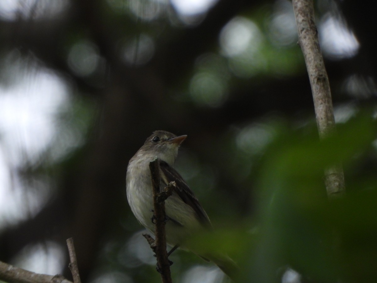 Eastern Wood-Pewee - ML645580542