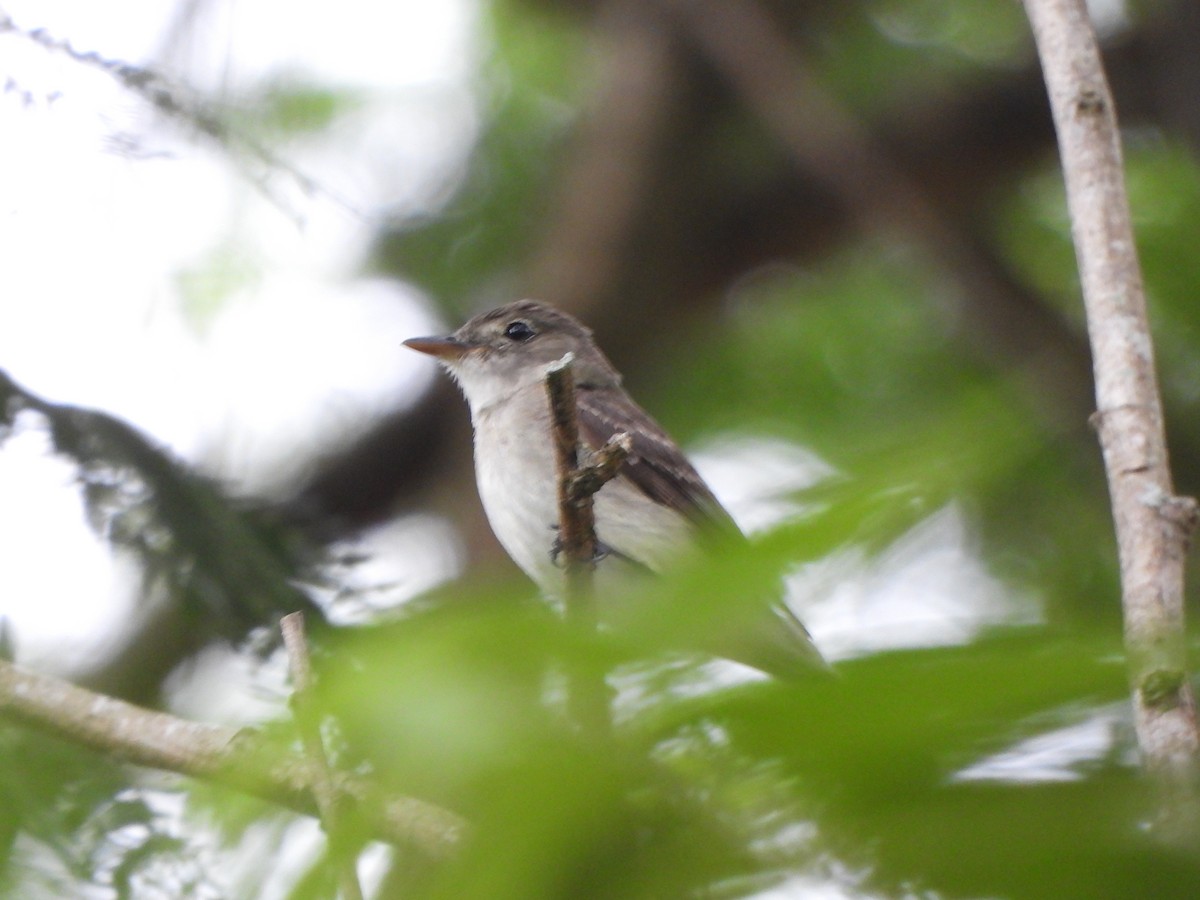 Eastern Wood-Pewee - ML645580543