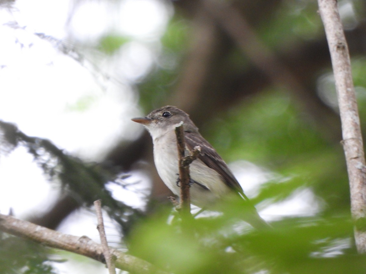 Eastern Wood-Pewee - ML645580544