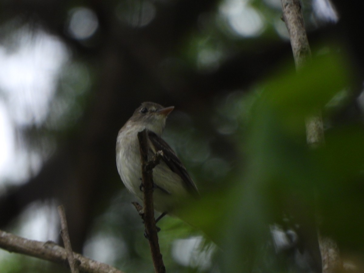 Eastern Wood-Pewee - ML645580545