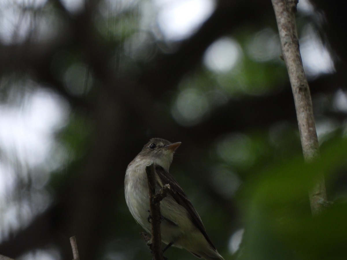 Eastern Wood-Pewee - ML645580546