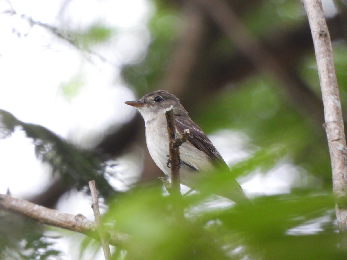 Eastern Wood-Pewee - ML645580547