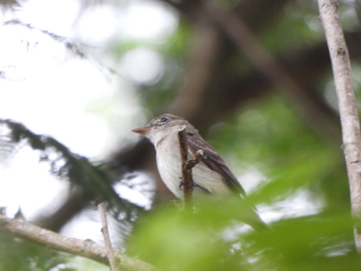 Eastern Wood-Pewee - ML645580548