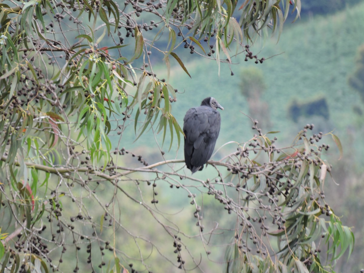 Black Vulture - ML645580549