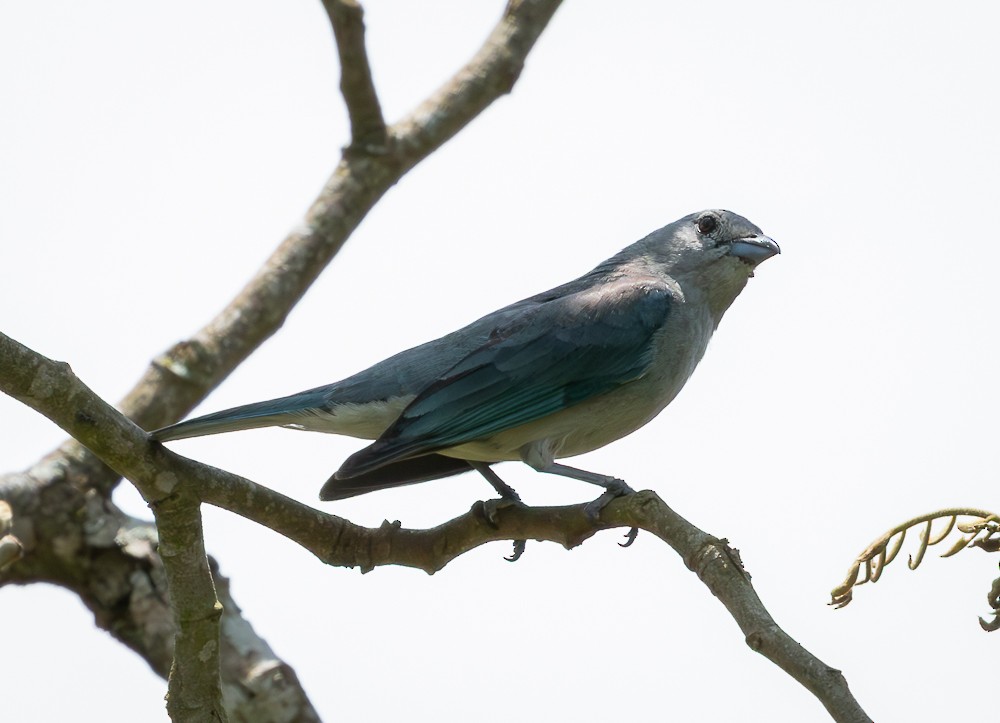 Sayaca Tanager - ML645580550