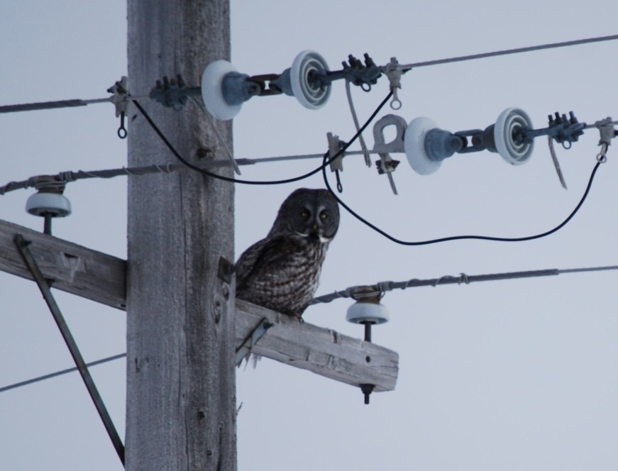 Great Gray Owl - ML645580553
