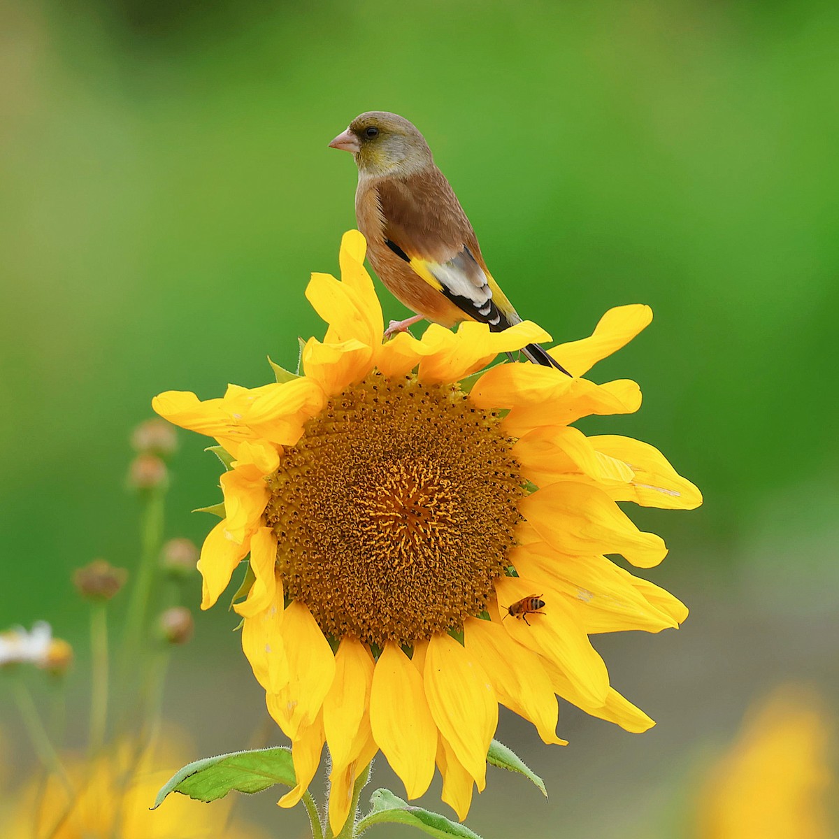 Oriental Greenfinch - ML645580554