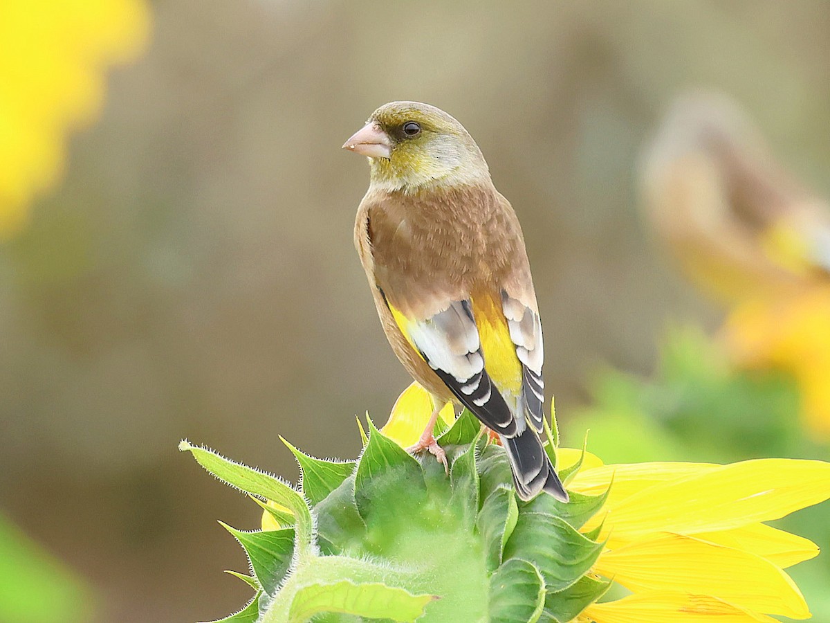 Oriental Greenfinch - ML645580555