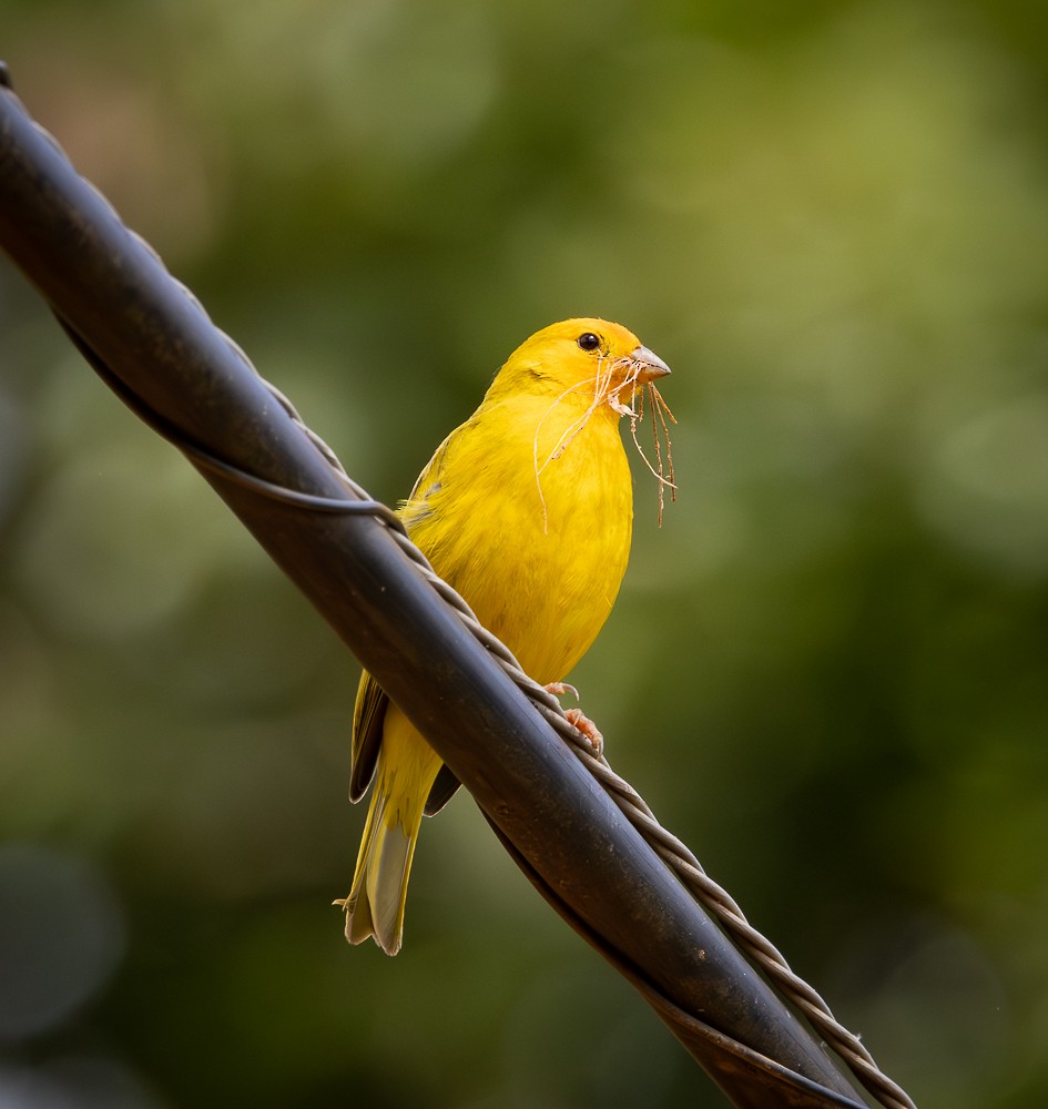 Saffron Finch - ML645580556