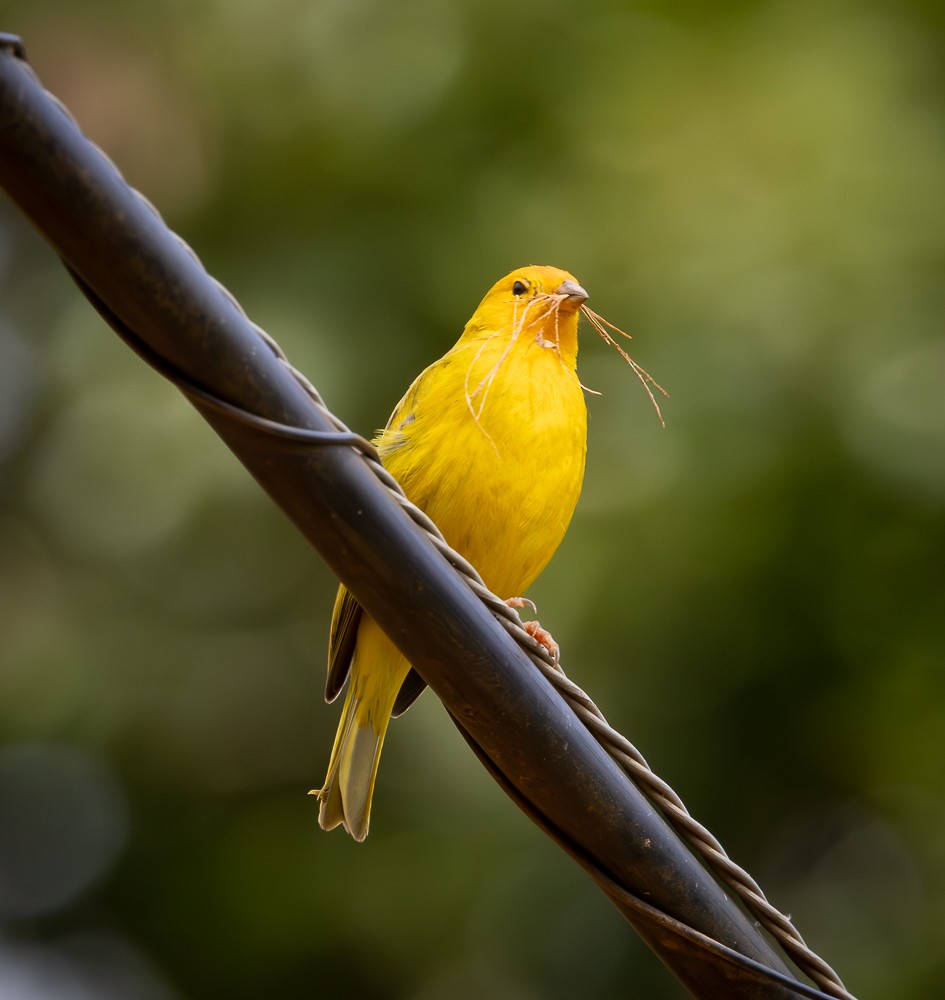 Saffron Finch - ML645580557
