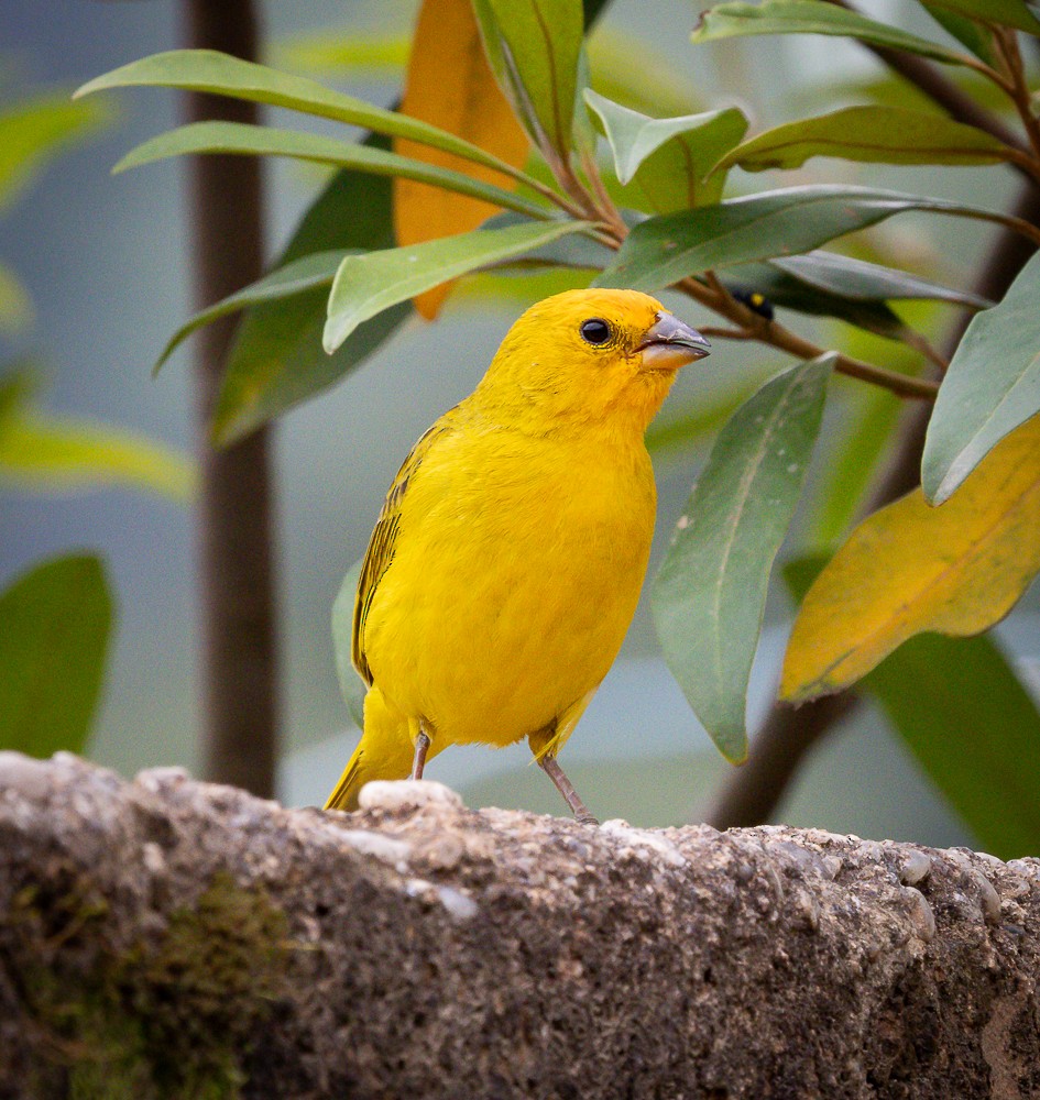 Saffron Finch - ML645580558