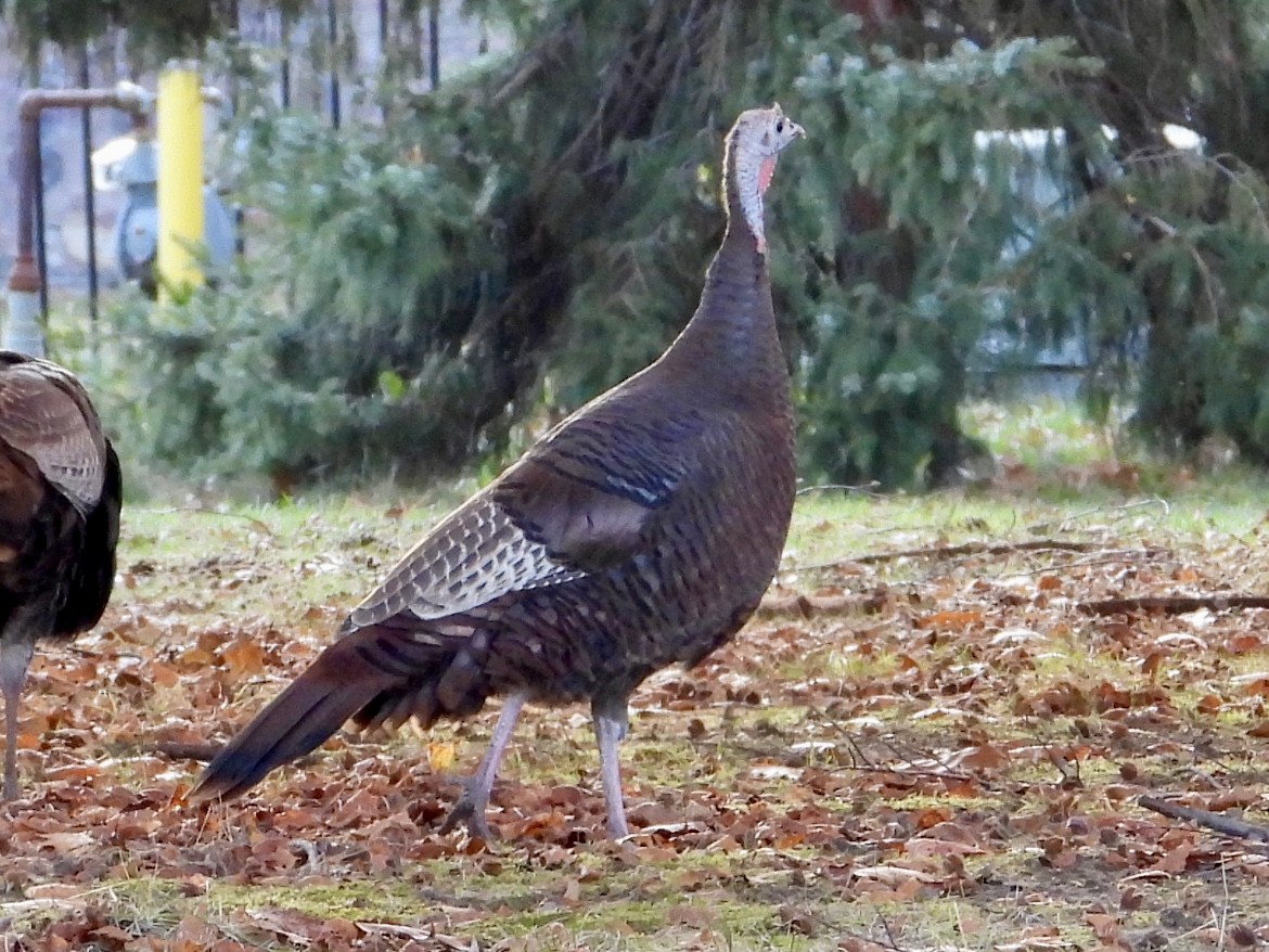 Wild Turkey - ML645580559