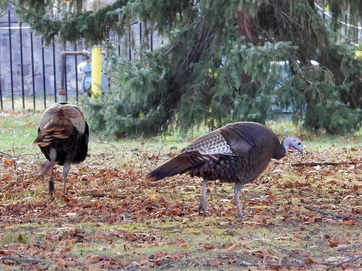 Wild Turkey - ML645580561