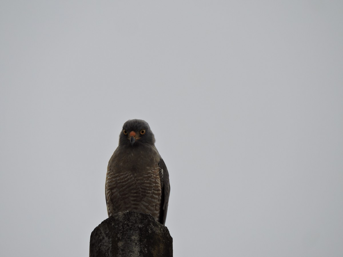 Roadside Hawk - ML645580562
